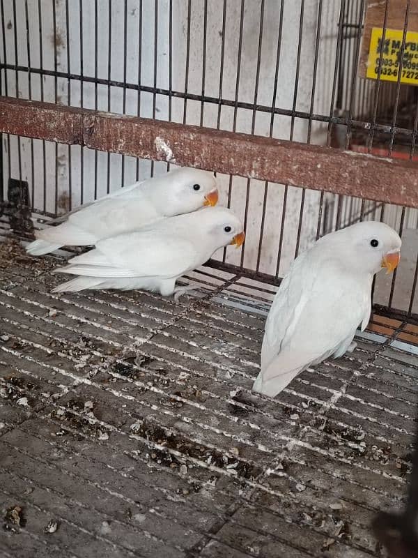 All Kind Of Parrots Available 4