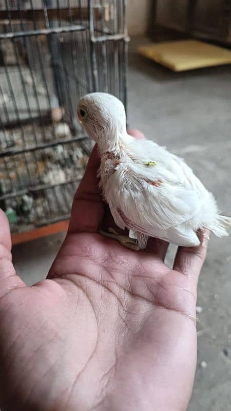 All Kind Of Parrots Available 5