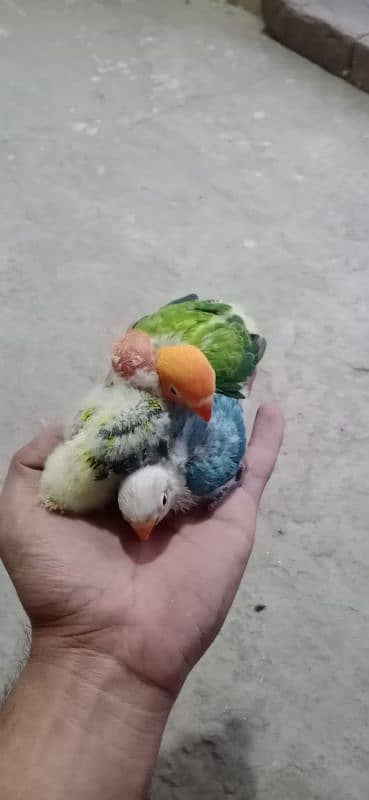 All Kind Of Parrots Available 6