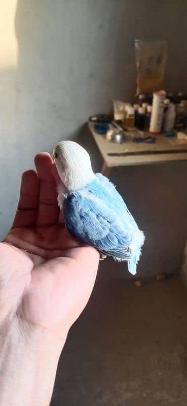 All Kind Of Parrots Available 7