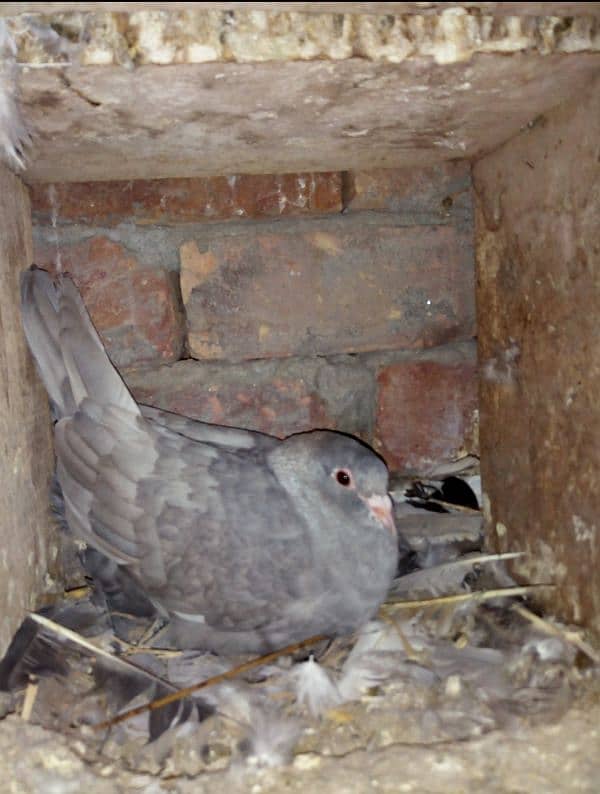 silver indian maina fancy pigeon 0