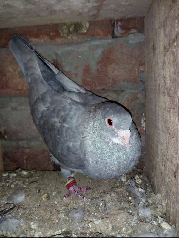 silver indian maina fancy pigeon 1