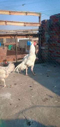 Heera aseel breeder pair urgent sale