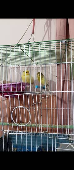 Gloster Breeder Pair Canary