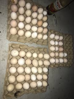 Desi Eggs (Fertile and Unfertile ) available