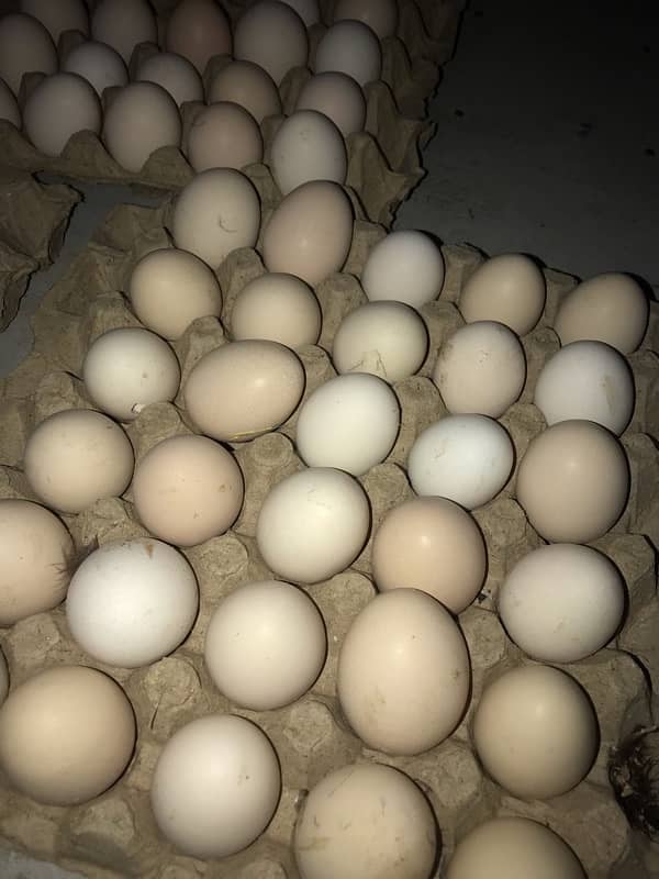 Desi Eggs (Fertile and Unfertile ) available 1