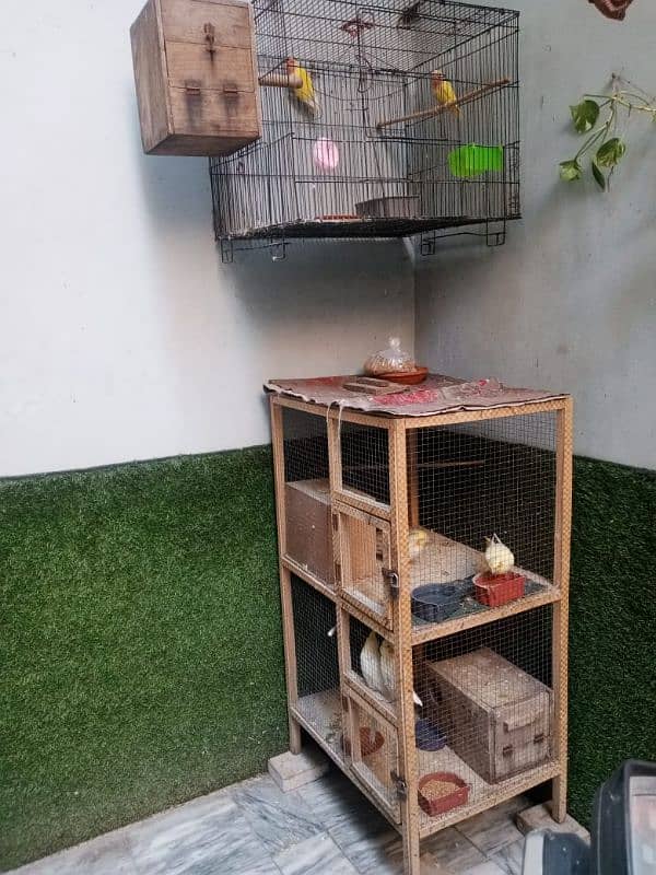 Cocktail, Love birds and Cages for sale 0