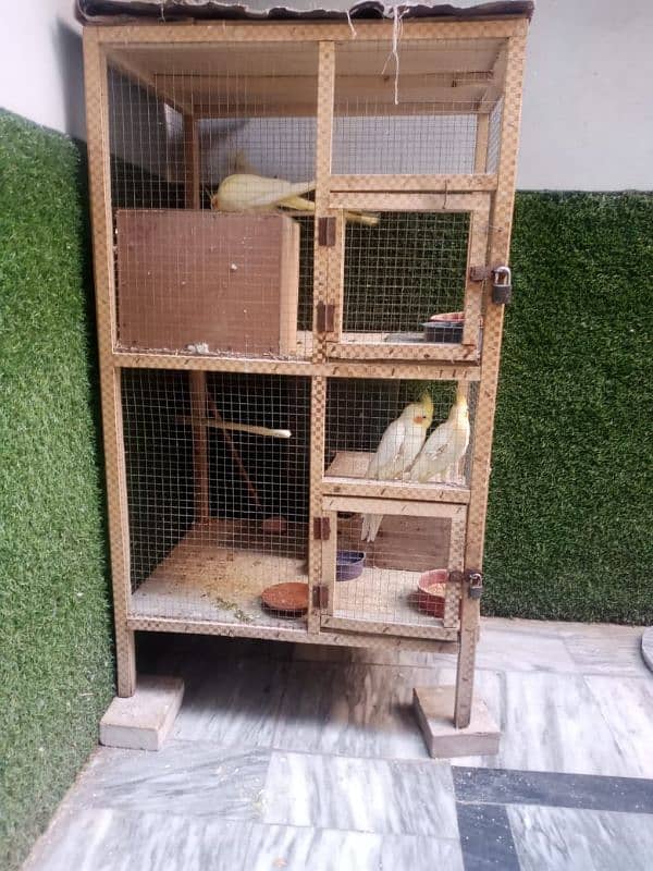 Cocktail, Love birds and Cages for sale 1