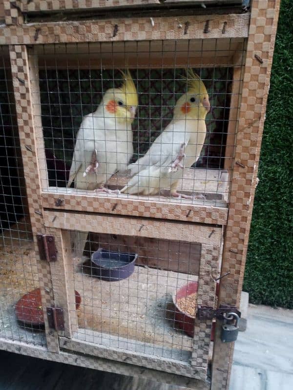 Cocktail, Love birds and Cages for sale 4