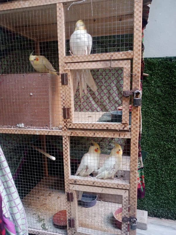 Cocktail, Love birds and Cages for sale 6