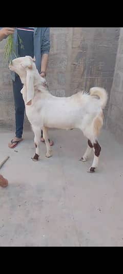 Abluk Bakra