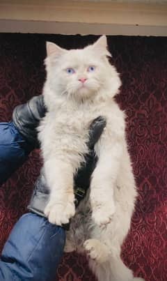 triple coated blue eyes Persian male for sale +92 370 4678376