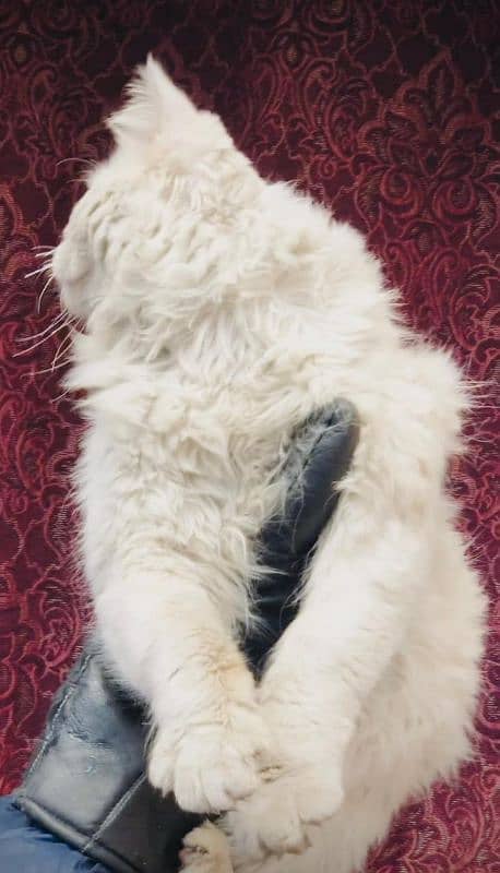 triple coated blue eyes Persian male for sale +92 370 4678376 1