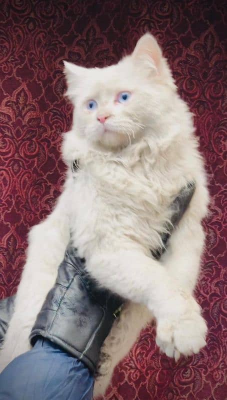 triple coated blue eyes Persian male for sale +92 370 4678376 2