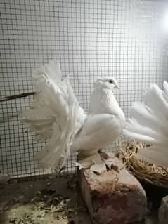 American fantail Pigeon