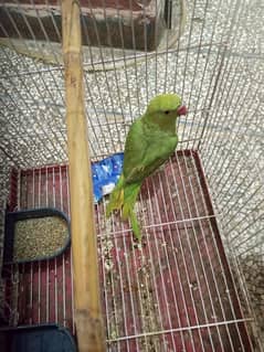 parrot with cage for sale