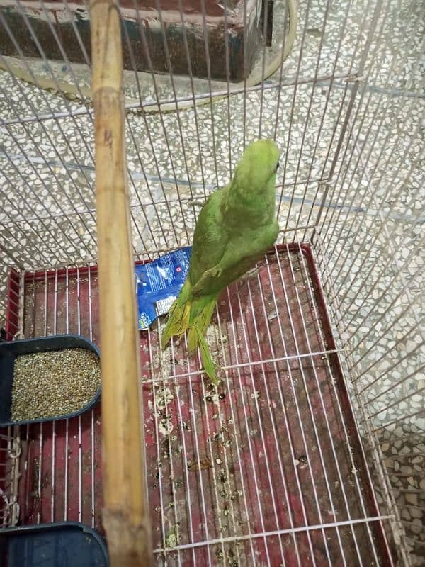 parrot with cage for sale 1