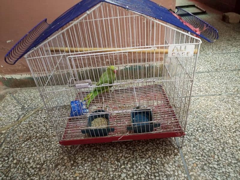 parrot with cage for sale 2