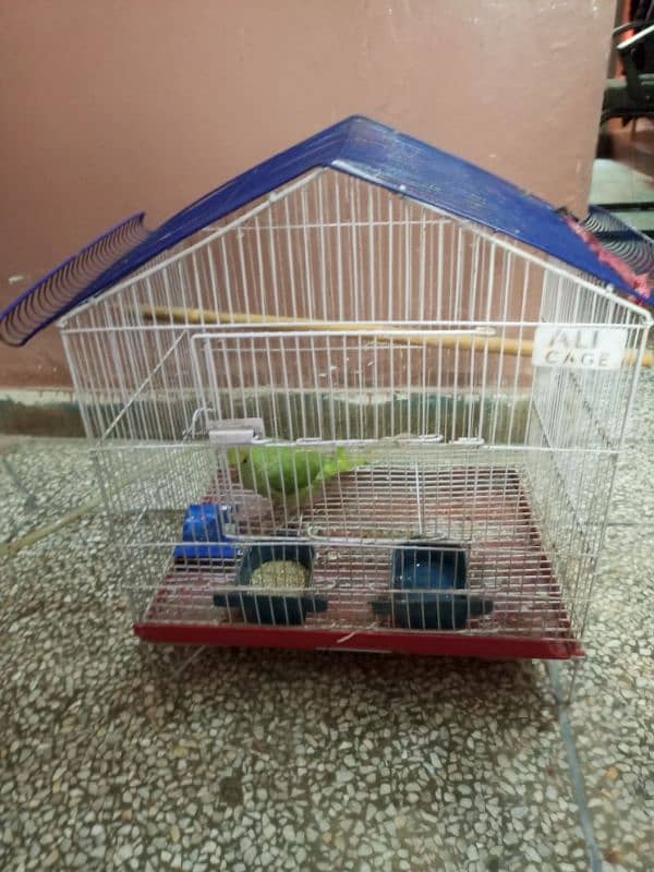 parrot with cage for sale 3