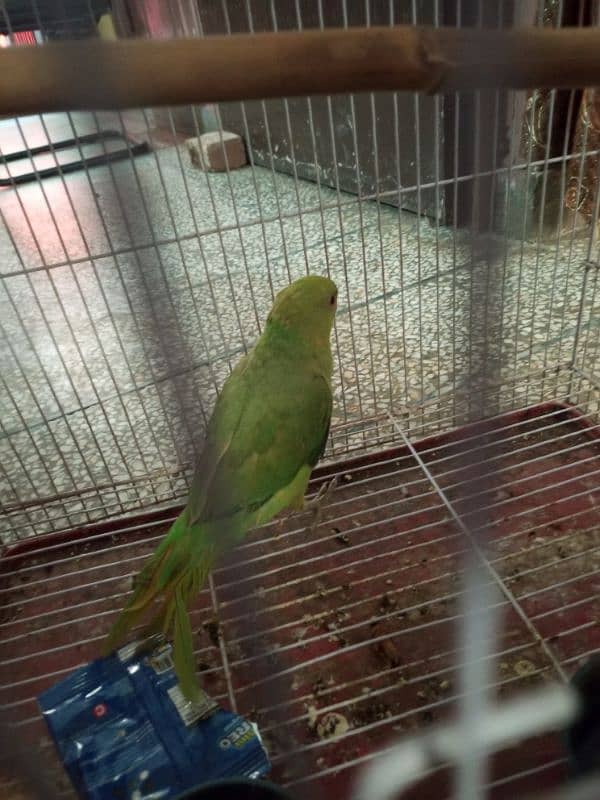 parrot with cage for sale 5