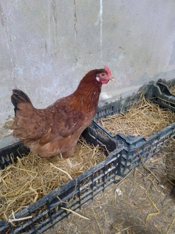 golden Misri egg hens available 2