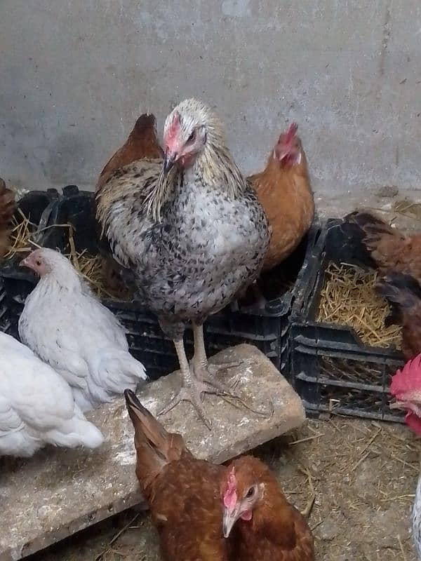 golden Misri egg hens available 3