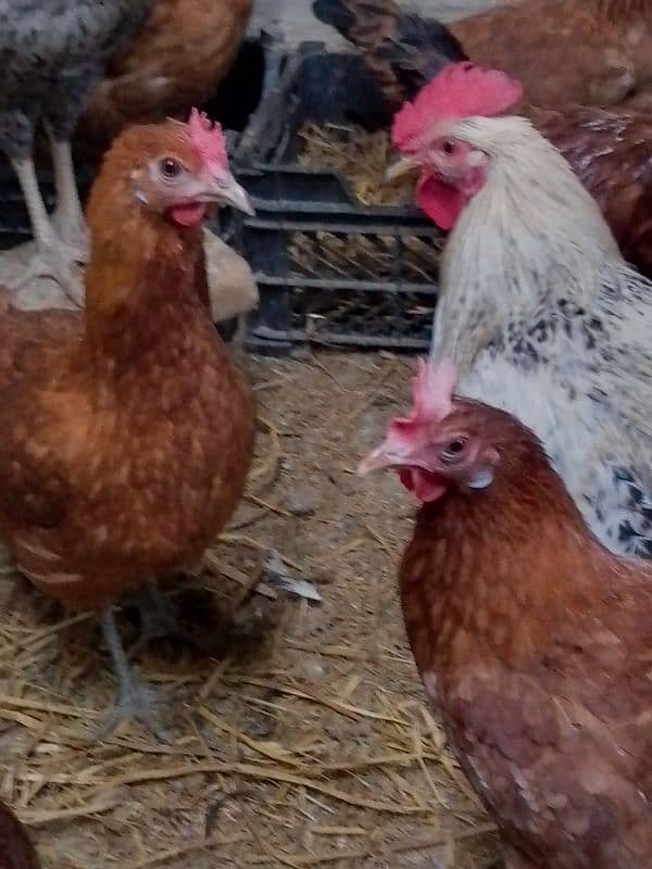 golden Misri egg hens available 4