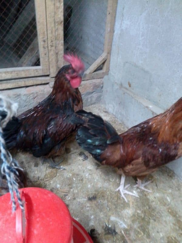 golden Misri egg hens available 5