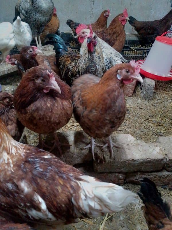 golden Misri egg hens available 6