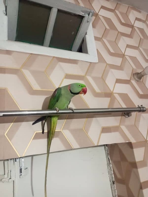 Fully Hand Tame Breeder Pahari Raw Kashmiri Parrot available in Multan 0