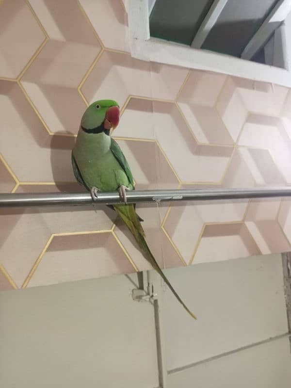 Fully Hand Tame Breeder Pahari Raw Kashmiri Parrot available in Multan 3