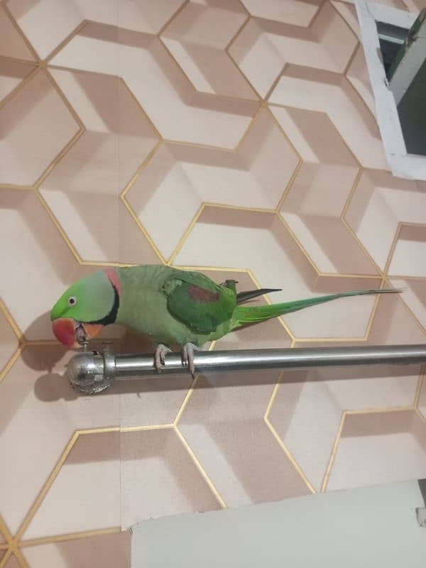 Fully Hand Tame Breeder Pahari Raw Kashmiri Parrot available in Multan 5