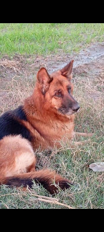 German shepherd dog male 1