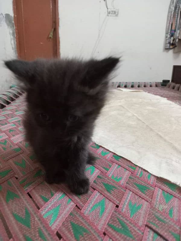 PERSIAN CAT BABY 3 COTTED FOR SALE 1