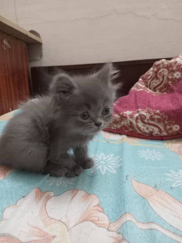 PERSIAN CAT BABY 3 COTTED FOR SALE 2