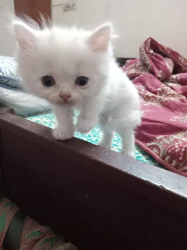 PERSIAN CAT BABY 3 COTTED FOR SALE 3