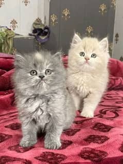 Persian kittens triple coat pair for sale contact Whatsapp03292450894