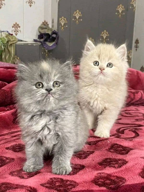 Persian kittens triple coat pair for sale contact Whatsapp03292450894 0