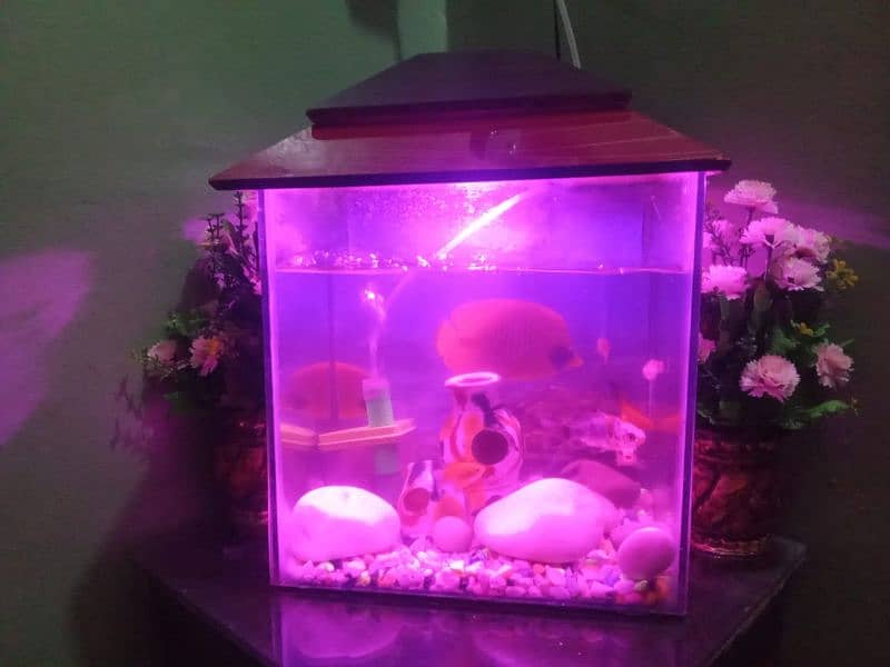 small aquarium and with fishes 4