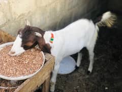 Bakra and Bakri