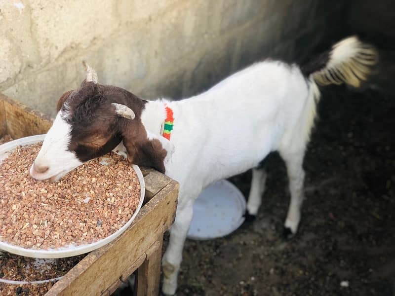 Bakra and Bakri 0