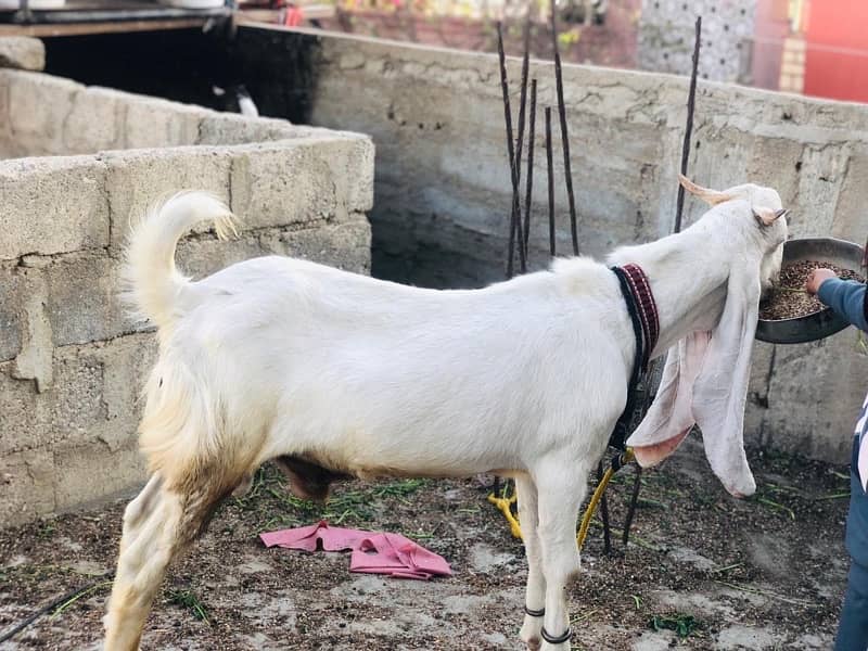 Bakra and Bakri 3