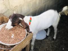 bakra