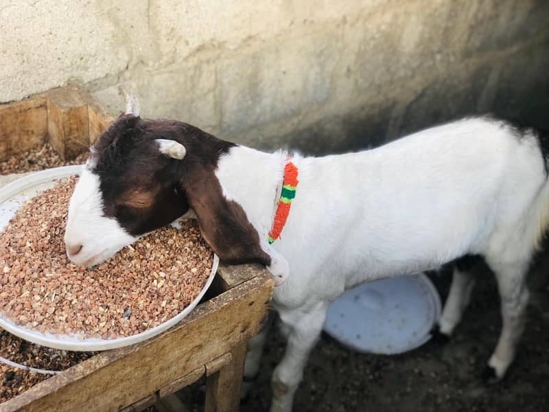 bakra & bakari 1