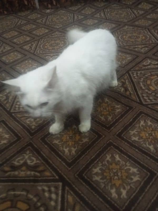 HEALTHY FEMALE CAT EVERY 3 MONTHS SHE PROVIDE 4-5 BABIES BEST FOR FEED 1