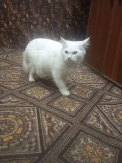 HEALTHY FEMALE CAT EVERY 3 MONTHS SHE PROVIDE 4-5 BABIES BEST FOR FEED