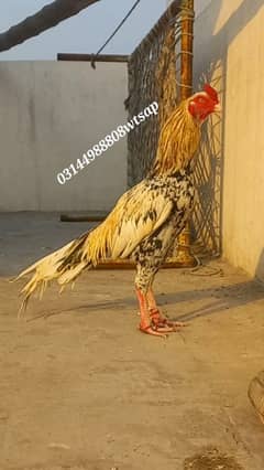 quality bird 4sale price 16k