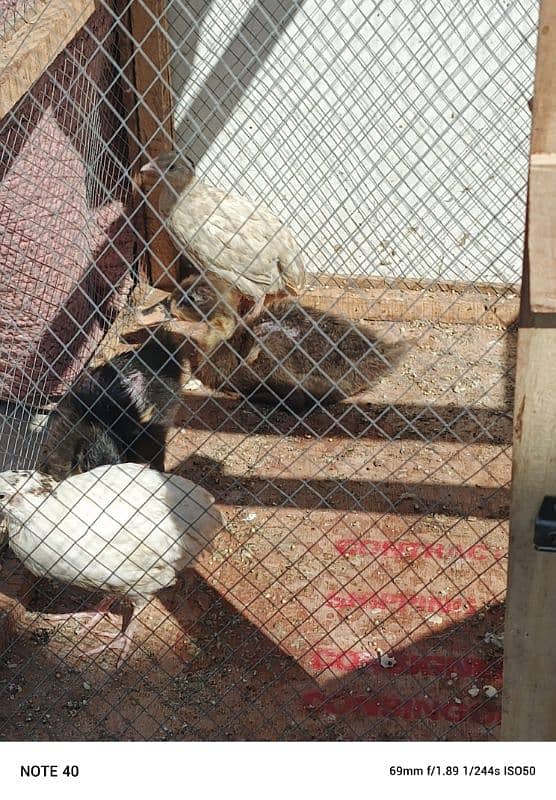 Duck Chicken and Bater ka pair for Sale 1