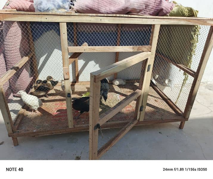 Duck Chicken and Bater ka pair for Sale 2