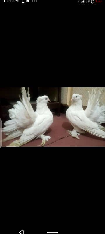 03037104318 lakka breedr pair available 1